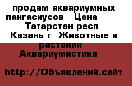 продам аквариумных пангасиусов › Цена ­ 800 - Татарстан респ., Казань г. Животные и растения » Аквариумистика   